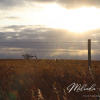 Saskatchewan-Art-Prairie-Canvas
