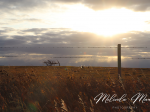 Saskatchewan Prairies