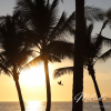 Mexico-Sunset-Paradise-Bird-Scenery-Canvas