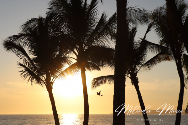 Mexico-Sunset-Paradise-Bird-Scenery-Canvas