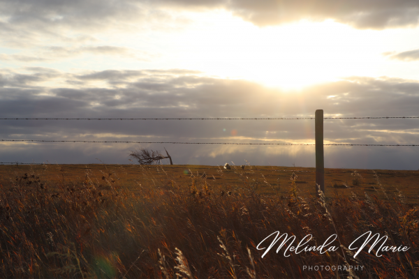 Saskatchewan-Art-Prairie-Canvas