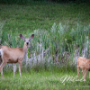 Wildlife-Deer-Nature-Country-Living-Beautiful-Print-Canvas
