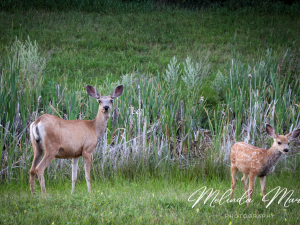Oh Deer Saskatchewan