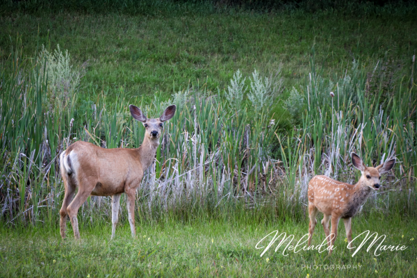 Wildlife-Deer-Nature-Country-Living-Beautiful-Print-Canvas