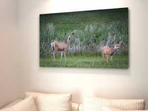Oh Deer Saskatchewan
