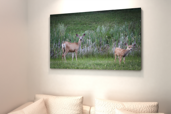 Wildlife-Deer-Nature-Country-Living-Beautiful-Canvas