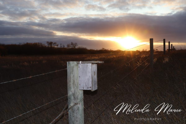 country-living-sk-sunset-canvas