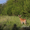 nature-deer-wildlife-canada-canvas-photo