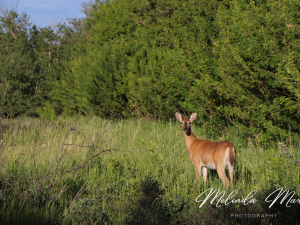 Saskatchewan Wildlife Canvas
