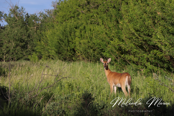 nature-deer-wildlife-canada-canvas-photo