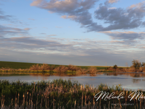 Prairies Backroad Canvas
