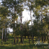 saskatchewan-sk-country-living-trees-nature-canvas