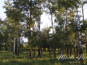 Saskatchewan Tree Canvas