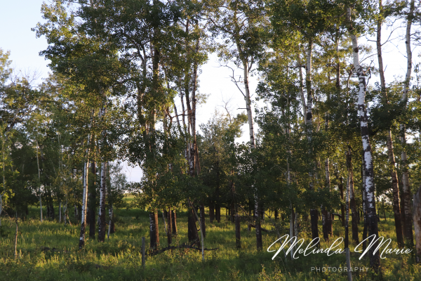 saskatchewan-sk-country-living-trees-nature-canvas