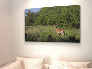 Saskatchewan Wildlife Canvas