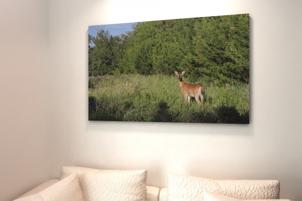 nature-deer-wildlife-canada-canvas-photo