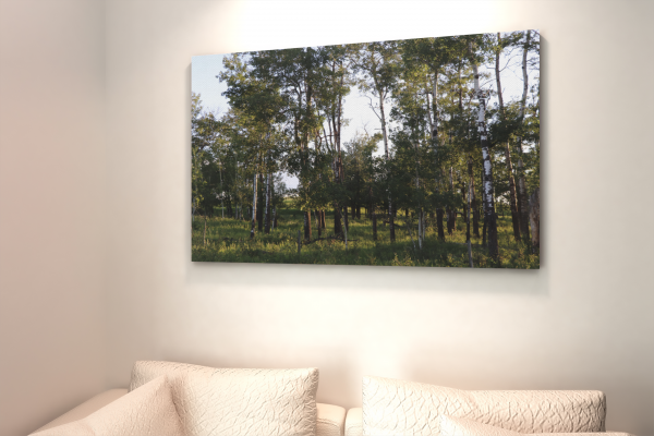 saskatchewan-sk-country-living-trees-nature-canvas