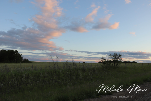 saskatchewan-sk-country-living-trees-nature-canvas