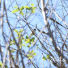 saskatchewan-sk-country-living-trees-nature-canvas