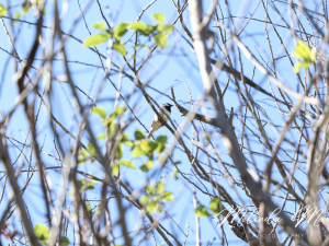 Beautiful Bird