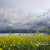 Saskatchewan-Storm-Living-Skies-Beautiful-Canvas