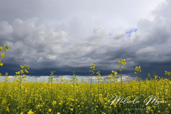 Saskatchewan-Storm-Living-Skies-Beautiful-Canvas