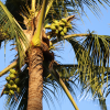 Replenish-Your-Soul-Palm-Tree