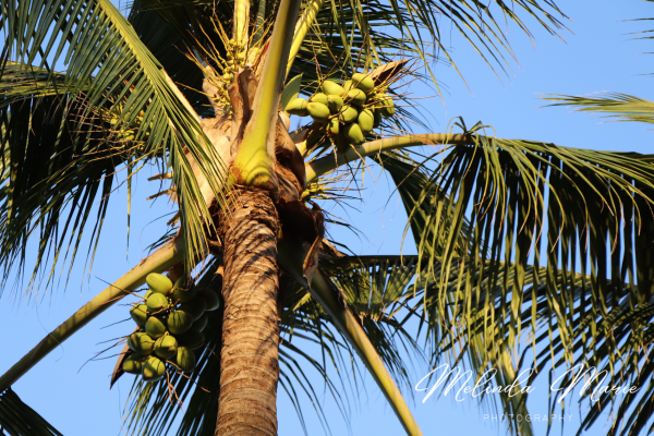 Replenish-Your-Soul-Palm-Tree