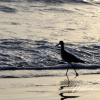 beautiful-bird-canvas-sk-