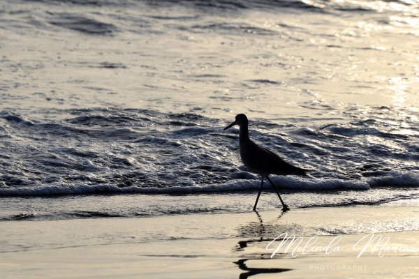 beautiful-bird-canvas-sk-