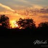 Sask-Sunset-Living-Skies-Canvas