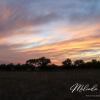 SaskSunset