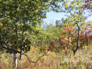 Warm Up With Fall