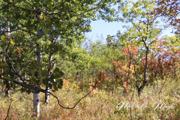 fall-autumn-sk-canvas-prints