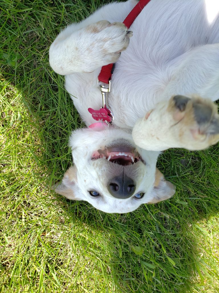 Rawrey-Awrey-Dog-Photography