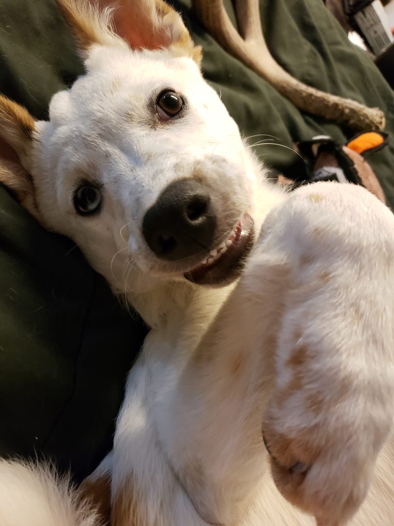 Rawrey-Awrey-Dog-Photography