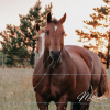 Horse-Canvas