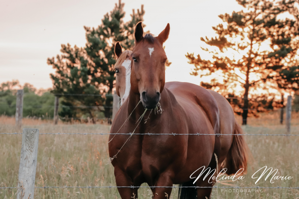 Horse-Canvas