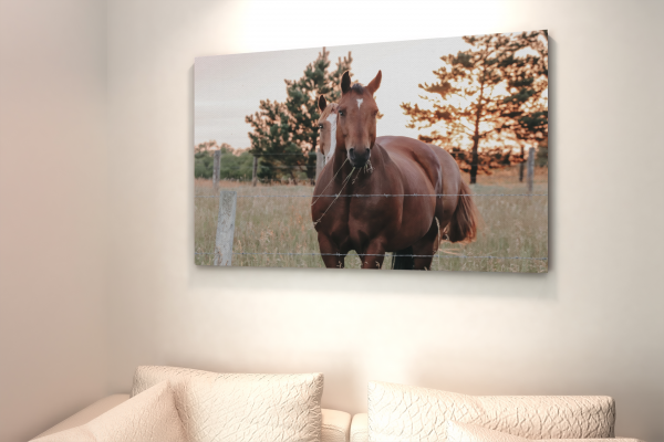 Horse-Canvas