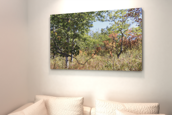 fall-autumn-sk-canvas-prints